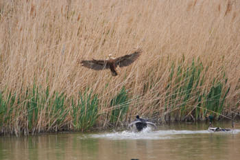 Faune des marais<br>NIKON D4, 850 mm, 3600 ISO,  1/3200 sec,  f : 8 